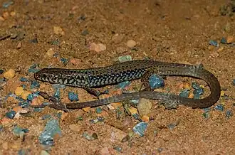 Description de l'image Acratosaura mentalis 115541133.jpeg.