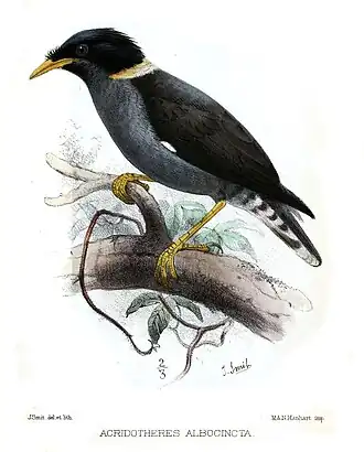 Acridotheres albocinctus