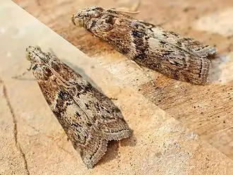 Description de cette image, également commentée ci-après