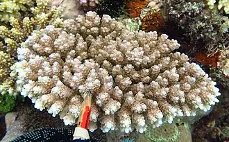 Description de l'image Acropora anthocercis.jpg.