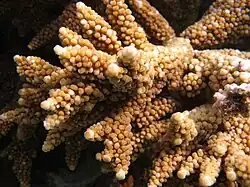 Gros plan sur les corallites.