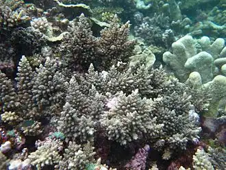 Description de l'image Acropora longicyathus.JPG.