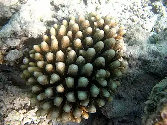 Acropora monticulosa