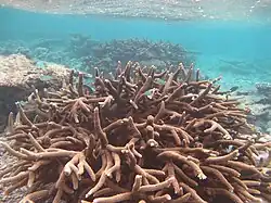 Une colonie caractéristique