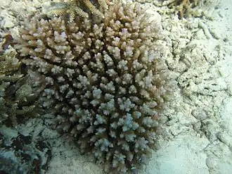 Acropora squarrosa