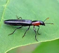 Acropteroxys gracilis