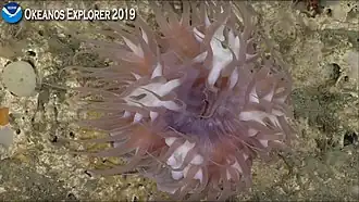 Description de l'image Actinernus Camera 1 Deep Connections 2019 003.jpg.