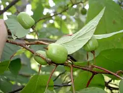 Actinidia kolomikta