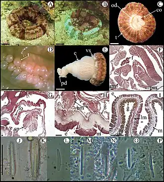 Description de l'image Actinoporus elegans.jpg.