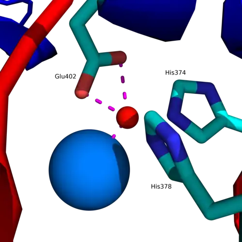 Site actif d'une ACE2 humaine avec le motif HEXXH + E montrant le cation de zinc Zn2+ en rouge coordonné aux résidus His374, His378 et Glu402, ainsi qu'à une molécule d'eau (en bleu).