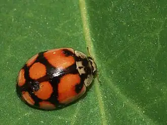 Description de cette image, également commentée ci-après