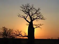 Baobab australien (Adansonia gregorii).