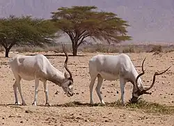 Addax dans la réserve de Hai Bar (Israël).
