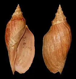 Adelomelon beckii