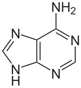 Adénine (A)