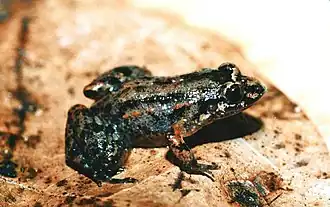 Description de l'image Adenomera marmorata.jpg.