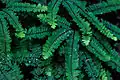 Adiantum pedatum