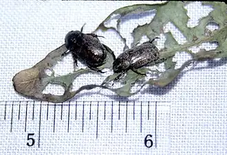 Description de cette image, également commentée ci-après