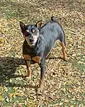 Pinscher nain mâle adulte avec un pelage brun et noir, des oreilles coupées et une queue coupée.