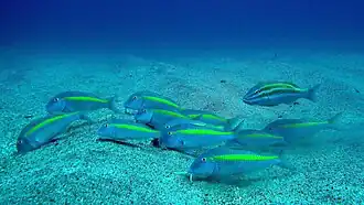 Parupeneus chrysopleuron