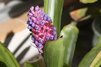 Description de l'image Aechmea cylindrata 20100301.jpg.
