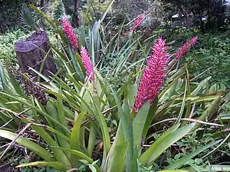 Description de l'image Aechmea disticantha (flowering patch).jpg.