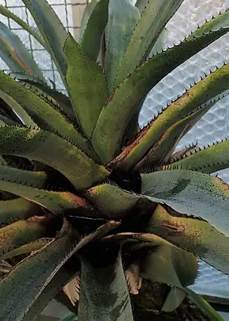 Description de cette image, également commentée ci-après