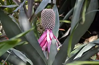 Description de l'image Aechmea mariae-reginae.jpg.