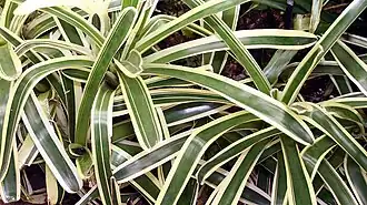 Description de l'image Aechmea mollis 2zz.jpg.