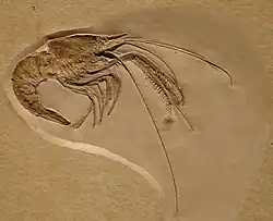 Aeger elegans, une espèce fossile.