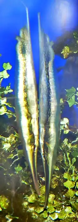 Description de l'image Aeoliscus strigatus 2.jpg.