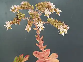 Description de l'image Aeonium haworthii PICT3759.jpg.