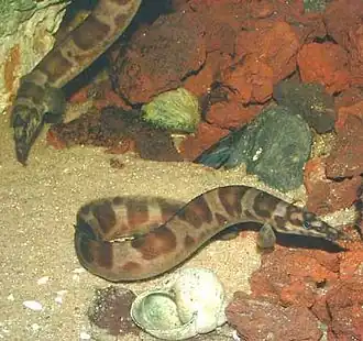 Mastacembelus ellipsifer