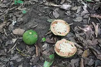 Description de cette image, également commentée ci-après