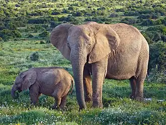 Éléphant de savane d'Afrique : femelle et son éléphanteau.