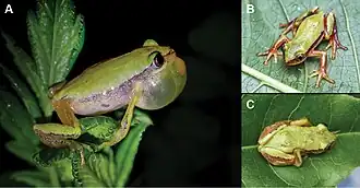 Description de l'image Afrixalus clarkei.jpg.