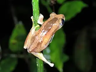 Description de l'image Afrixalus osorioi.jpg.