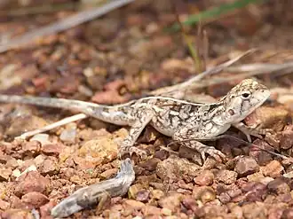 Description de l'image Agama sankaranica.jpg.