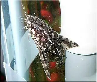 Description de cette image, également commentée ci-après