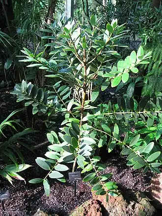 Description de l'image Agathis ovata - Atlanta Botanical Garden.JPG.