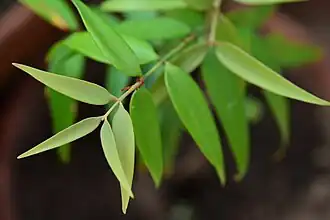 Description de l'image Agathis philippinensis - young tree.JPG.