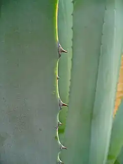 Épines sur la bordure d’une feuille