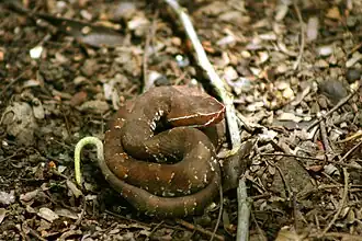 Description de l'image Agkistrodon russeolus.jpg.