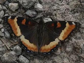 Description de cette image, également commentée ci-après