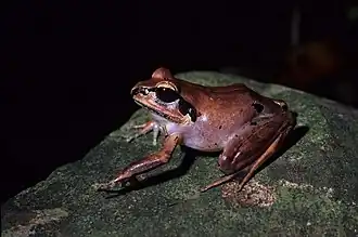 Description de l'image Aglyptodactylus securifer.jpg.