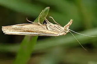 Description de l'image Agriphila.latistria.jpg.