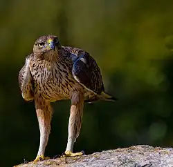 Aigle de Bonelli.