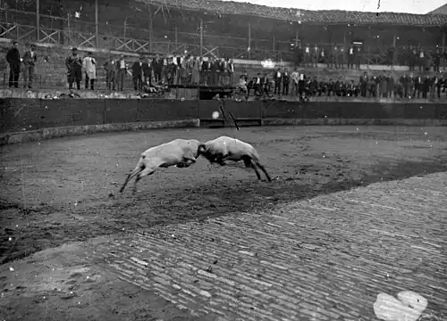 Béliers basques en 1937.