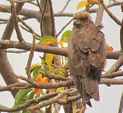 Aigle de Wahlberg dans une aire protégée du Sénégal.