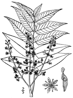 Gravure ancienne en noir et blanc de feuilles, fleurs et samares.